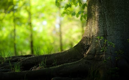 standing strong - nature, forest, photography, green, tree