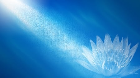 Water Lily Light - blue, water lily, flower, light, firefox persona, lily, beam, bright, texture