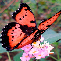 Red jewel of the sky