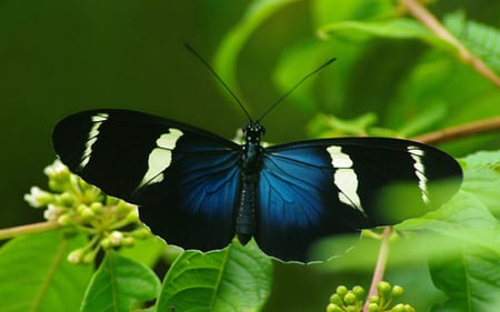 My precious one - blue, butterflies, beautiful, colors, precious, wonderful, fly away, magnificent, nature, green, wings, butterfly, animals