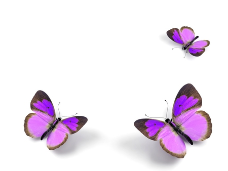 Together for purple - fly away, animals, wings, violet, purple, forever, together, fly, butterflies