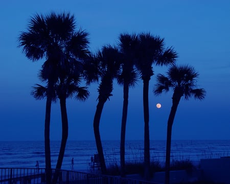 Tropical trees - moon, tropical, nature, palm, dark