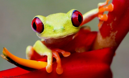 Frog - beautiful, frog, animals, other