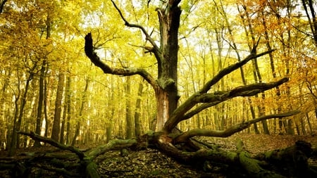 yellow forest - nature, yellow, forest, trees, photography