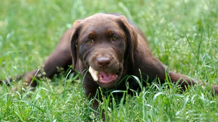 labrador - retriever, dog, grass, labrador, wallpaper