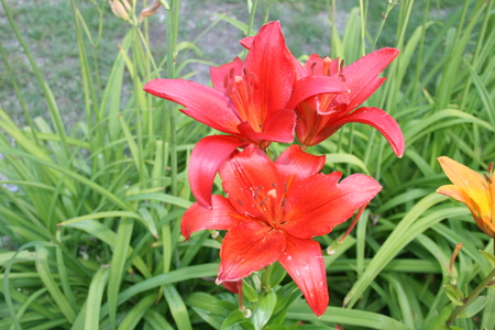 Red Lily  - nature, lily, yellow, red, photography, green, flowers