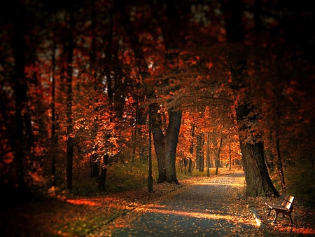 Autumn_Light - picture, autumn, trees, cool, light