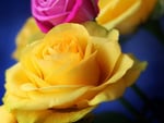 Yellow rose