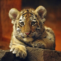 Tiger cub