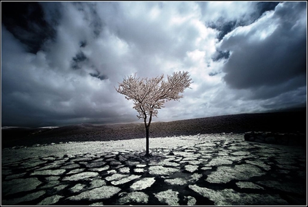 Silent_Prayer - picture, prayer, cool, tree, silent