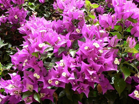 Pink flowers - nature, green, flowers, pink