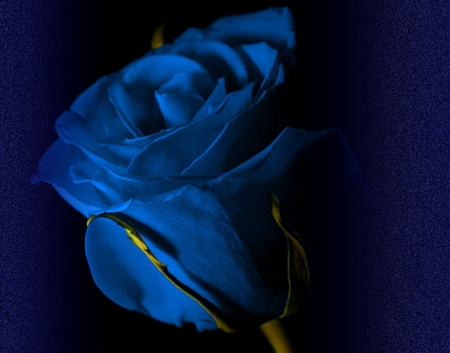 Blue Rose