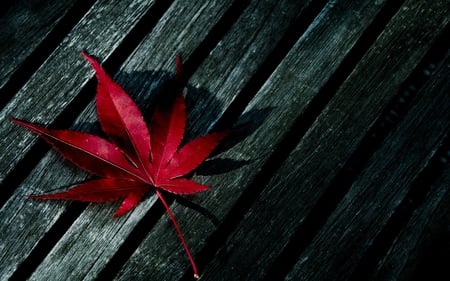 Fallen leaves - autumn, photography, wallpaper, leaf, wood, hd, nature, fall, alone, red, red leaf, leaves, shadow