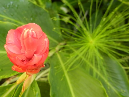 Red - tulipan, flower, nature, plant