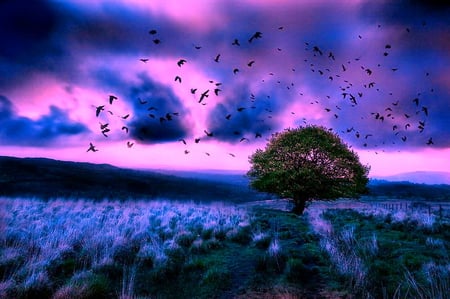 Twilight flight - sky, pink, clouds, blue, field, flight, stormy, birds