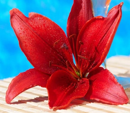 crimson - crimson, flower, single, lily