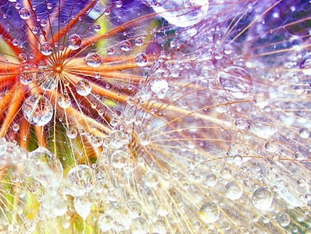 dew - sparkling, dandelion, morning, dew