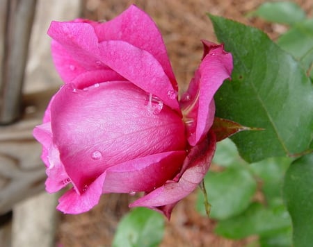 pink - bud, rose, rustic, pink