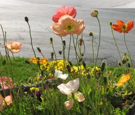 poppy - field, flower, poppy, wild