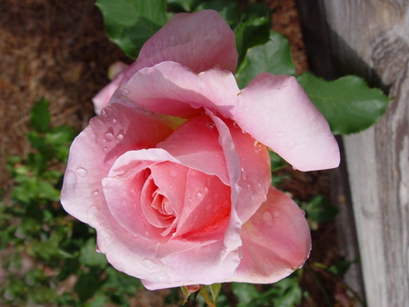 soft pink - bud, rose, rustic, pink