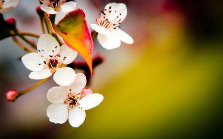 Blossoms - petal, blossoms, photography, plant, tree