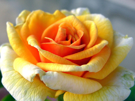 Big shaded rose - flower, yellow, nature, rose