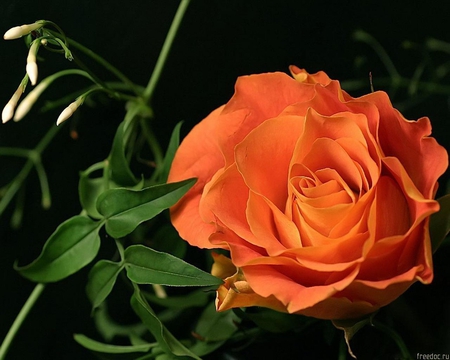 Orange rose - orange, flower, nature, rose