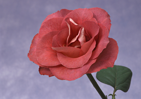 Silk rose - red, flower, nature, rose