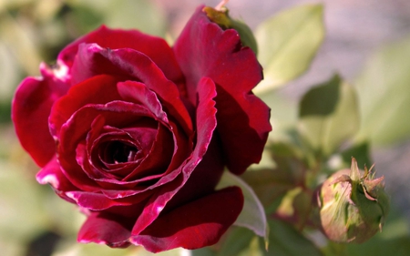 Pretty rose - red, flower, nature, rose