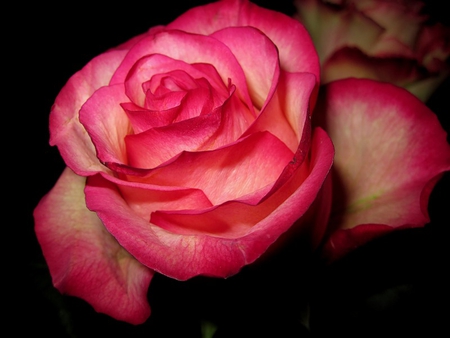 Shaded red rose - red, flower, nature, rose