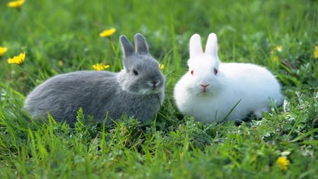 Dark and light - white, rodent, grey, bunny, grass