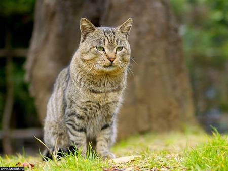 Cat - trunk, animal, kitten, cat, sweet, feline