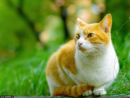 Cat in grass - animal, kitten, cat, sweet, feline, grass