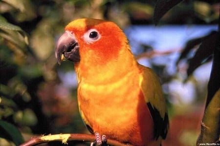 Yellow parrot - yellow, animal, bird, parrot