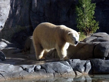 Polar bear - arctic, bear, zoo, polar