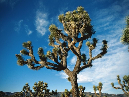 Exotic tree - cloud, sky, tree, nature