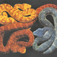 African Bush Vipers - Snakes 1