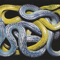 Rhinoceros Rat Snakes 1