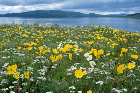 Field of Arctic Poppies - field, arctic, yellow, poppies