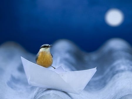 Bird in Boat - paper boat, cool, bird, picture