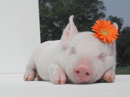 SLEEPY LITTLE PIG - swine, cute, pink, pig