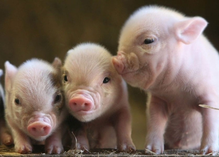 HUEY,DEWEY & LOUIE - swine, pink, animal, pigs, cute