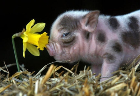 EVERYONE LIKES FLOWERS - swine, pink, pig, animal, cute, flower