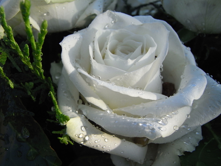 Morning Dew - rose, white, dewdrops, green