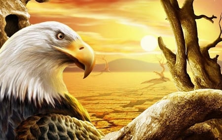 Eagle - birds, animals, beautiful, other