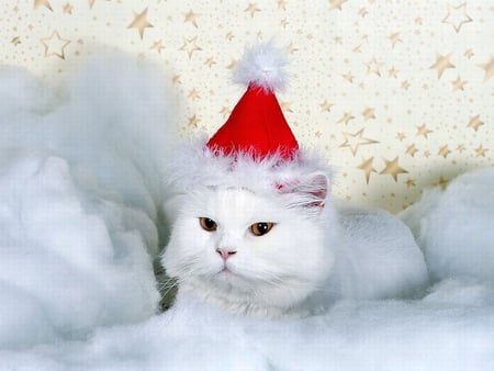 Santa_Cat - santa, picture, cute, cat