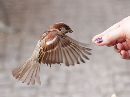 Brave Bird - picture, cute, bird, brave