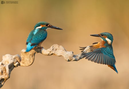 two_beak_one_stick - colors, photo, animals, birds