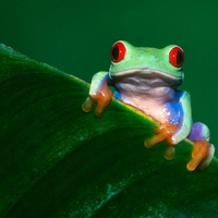 Frog