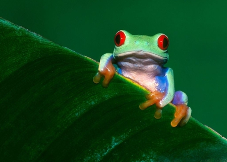 Frog - animal, frog, other, beautiful